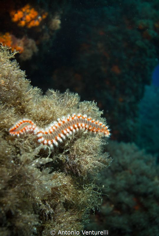 mediterranean fireworm by Antonio Venturelli 