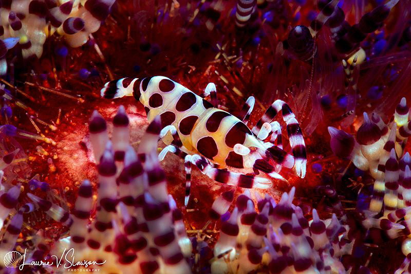 Coleman Shrimp on Fire Urchin/Photographed with a Canon 6... by Laurie Slawson 