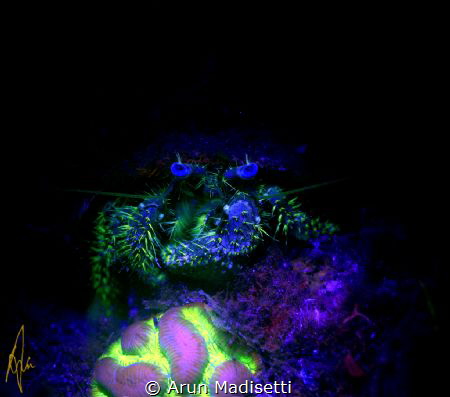 Star eye hermit crab under UV by Arun Madisetti 