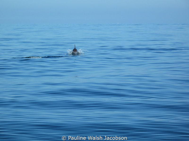 Dolphin breaking the surface, Isla Holbox, Mexico by Pauline Walsh Jacobson 