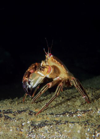 Velvet Swimming Crab (Necora puber) - Picture taken in Ke... by Gary Carpenter 