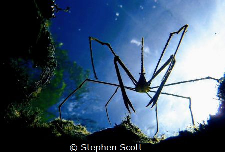 Space invader! This is a shot of an arrow crab taken in t... by Stephen Scott 