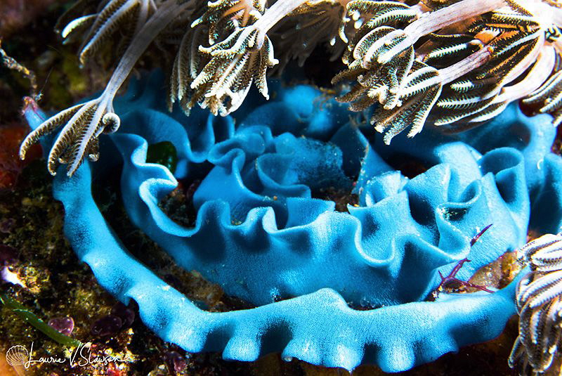 Miamira nudibranch eggs/Photographed with a Canon 60 mm m... by Laurie Slawson 