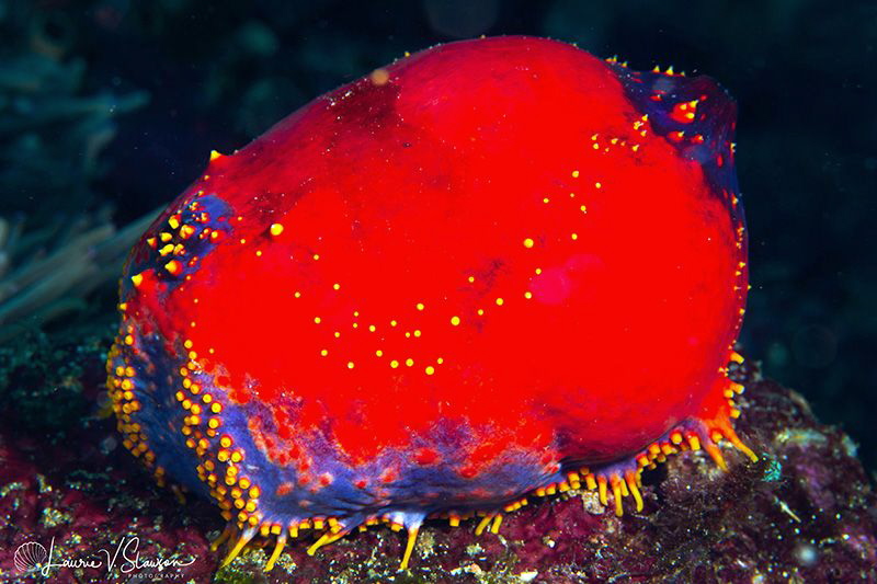 Sea Apple/Photographed with a Canon 60 mm macro lens at A... by Laurie Slawson 