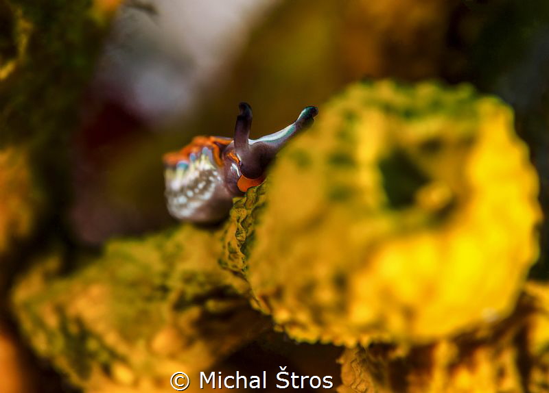 Nudi Thuridilla hopei surrounded by yellow sponges by Michal Štros 