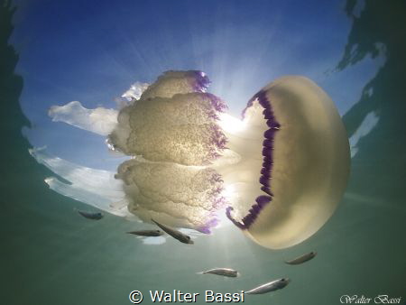 Rhizostoma pulmo by Walter Bassi 