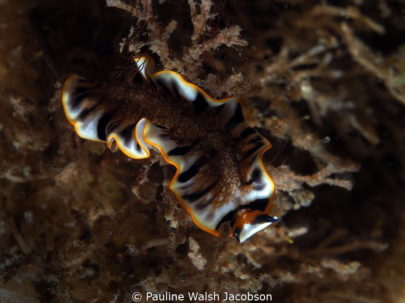 Newman's Flatworm, Maritigrella newmanae, Blue Heron Brid... by Pauline Walsh Jacobson 