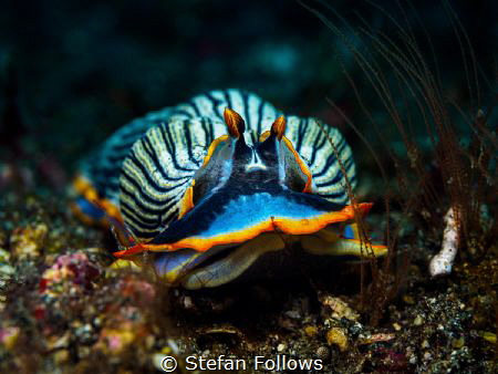 Clothes of sand

Nudibranch - Armina semperi

Bali, I... by Stefan Follows 