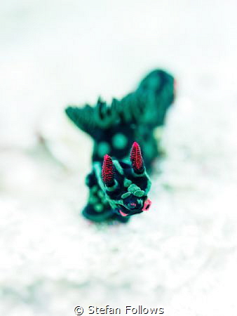 “You blew it up!"

Nudibranch, Nembrotha kubaryana

B... by Stefan Follows 