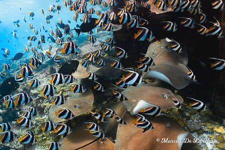 I took this image with a Canon Powershot whilst freedivin... by Marcus De La Haye 