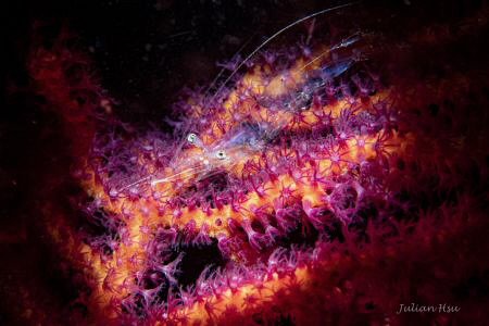 Hollow Shrimp
Nikon D500, Nikkor 60mm, Nauticam housing,... by Julian Hsu 