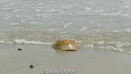 “Leaving the Sea” Horseshoe Crab at the waters edge in Pl... by Steve Dolan 