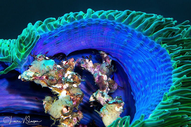 Anemones/Photographed with a Canon 100 mm macro lens at A... by Laurie Slawson 