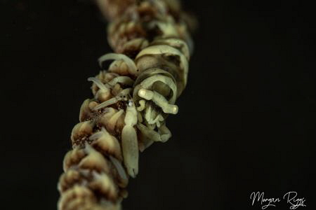 Whip Coral Shrimp by Morgan Riggs 