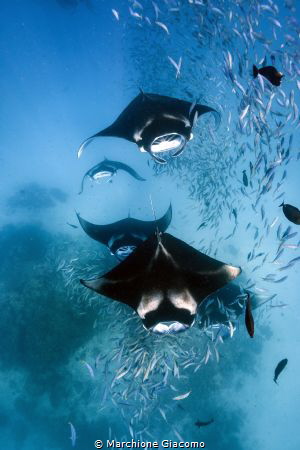 Feeding frenzly, the mantas of the Hanifaru lagoon Baa at... by Marchione Giacomo 