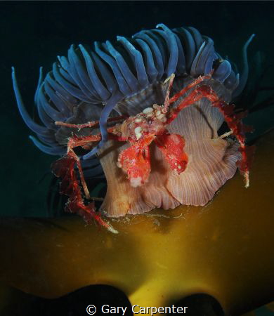 Spider Crab - Inachus Sp.   Picture taken in Kenmare Bay,... by Gary Carpenter 