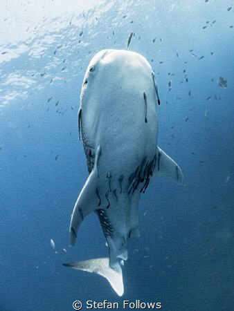 Way to Blue

Whale Shark - Rhincodon typus

Sail Rock... by Stefan Follows 