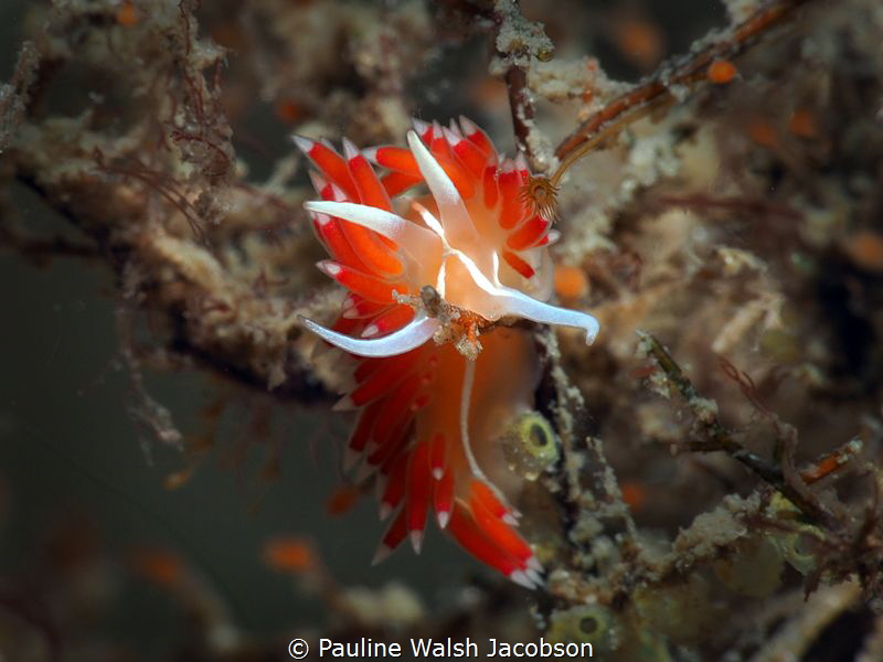 Coryphella verta Nudibranch, Blue Heron Bridge, Florida by Pauline Walsh Jacobson 