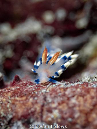 Gently Tender

Nudibranch - Flabellina exoptata

Bali... by Stefan Follows 