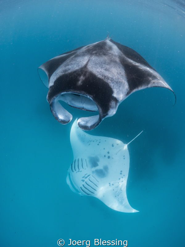Hanifaru Bay Mantas by Joerg Blessing 