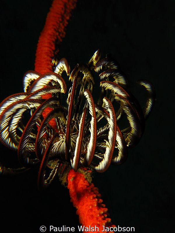 Crinoid Sea Star, Lembeh Strait, Makawide 2, Lembeh, Indo... by Pauline Walsh Jacobson 