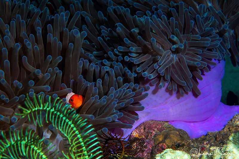 Clarke's Anemonefish inside an anemone/Photographed with ... by Laurie Slawson 