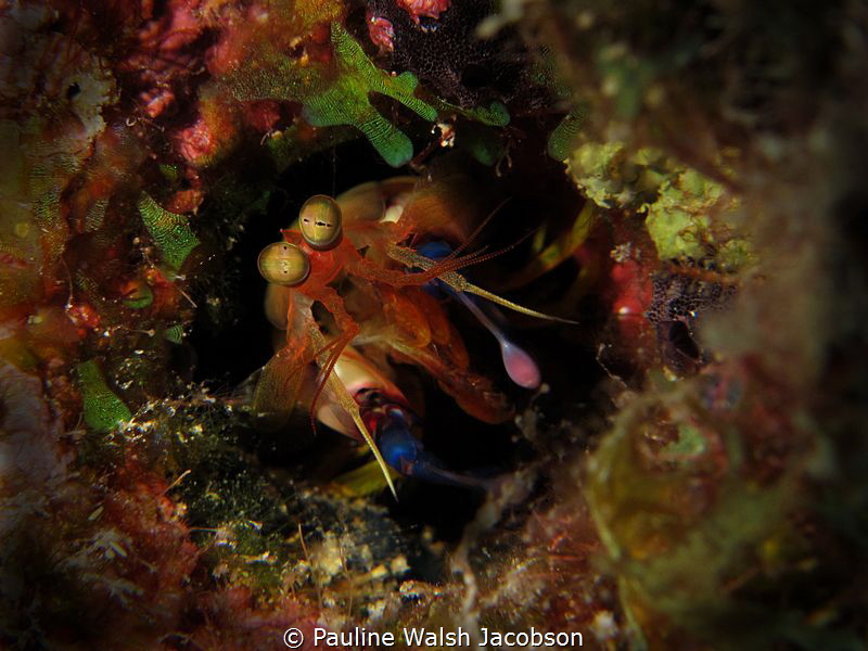 Dark Mantis Shrimp, Neogonodactylus curacaoensis, Congo C... by Pauline Walsh Jacobson 