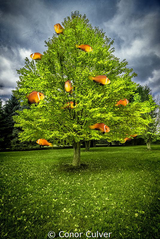 "Maldivian Orange Tree" part of my Underwater Surrealism ... by Conor Culver 