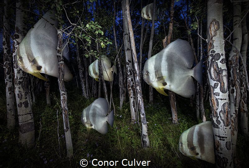 "Bat Fish Night" part of my Underwater Surrealism body of... by Conor Culver 