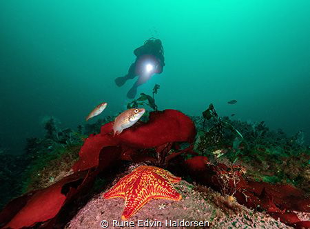 In the green by Rune Edvin Haldorsen 