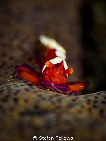 Eric

Emperor Shrimp - Periclimenes Imperator

Bali, ... by Stefan Follows 