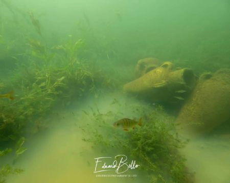 Awesome spot in the lake by Eduard Bello 