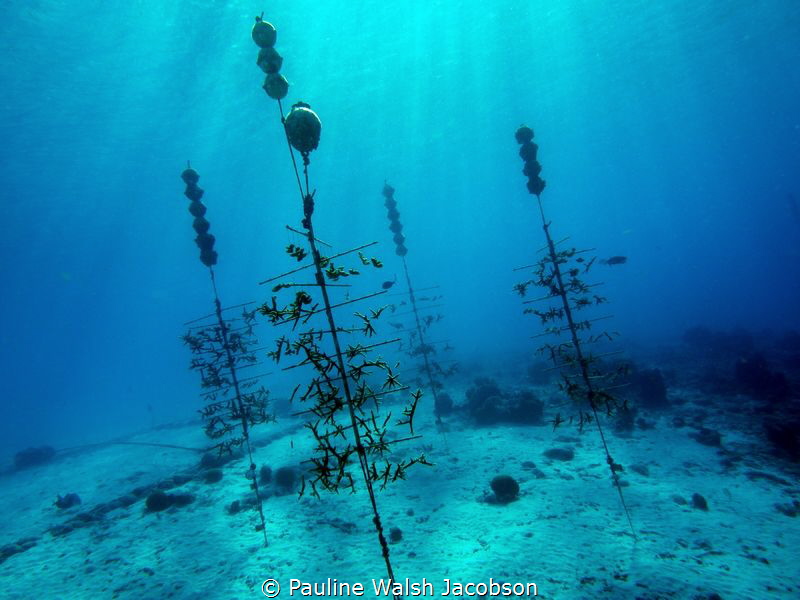 Coral farming, Reef Renewal Foundation, Bonaire by Pauline Walsh Jacobson 