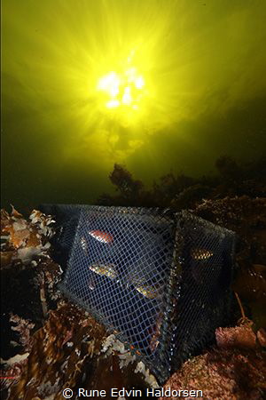 Caugt - These are caught to serve as cleaner fish in salm... by Rune Edvin Haldorsen 