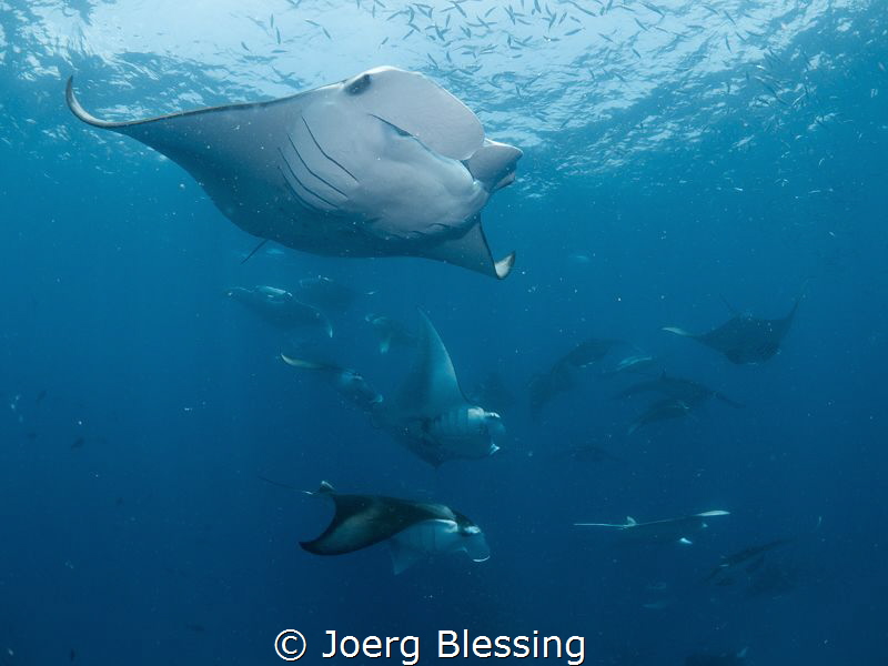 Post dive manta session outside of Hanifaru Bay. by Joerg Blessing 