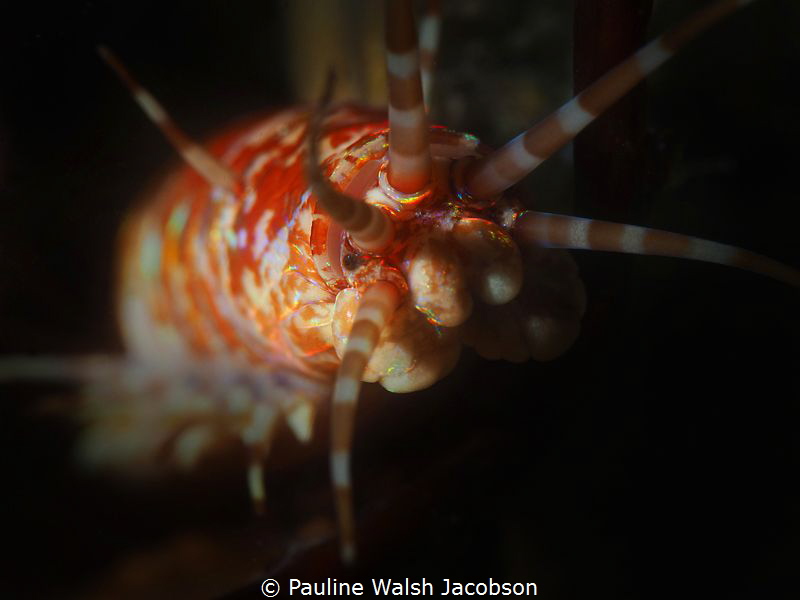 Bobbit Worm, Eunice sp., Blue Heron Bridge, Florida by Pauline Walsh Jacobson 