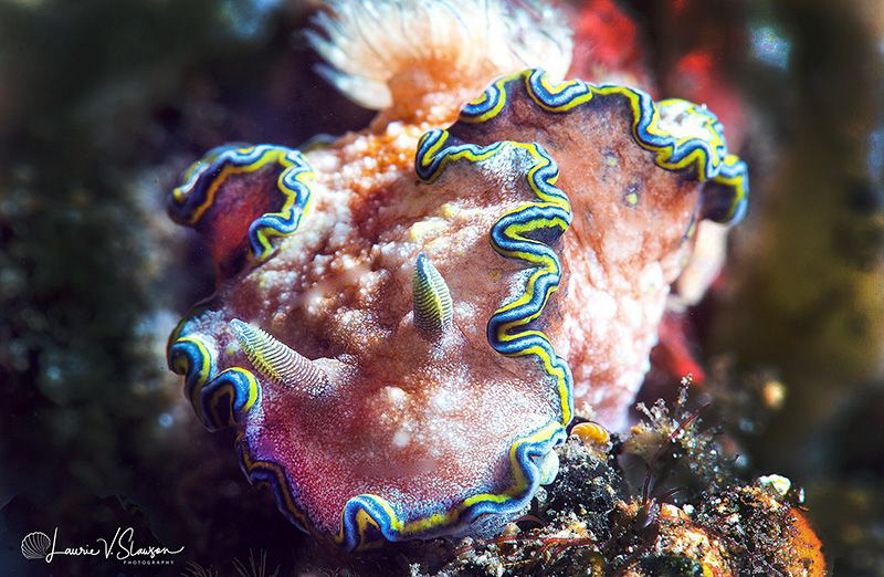 Glossoris sp. 1 (NSSI2)/Photographed with a Canon 60 mm m... by Laurie Slawson 