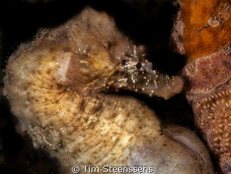 Hippocampus hippocampus, pregnant male @Oosterscheldt, th... by Tim Steenssens 