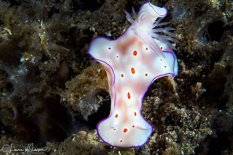 Ceratosoma trilobatum/Photographed with a Canon 60 mm mac... by Laurie Slawson 