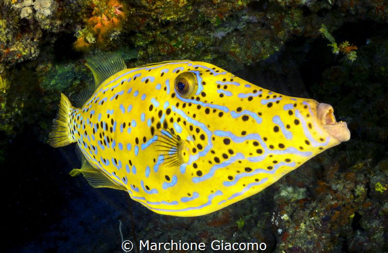 File fish. Night dive  Dharavandhoo divers 
ISO200 , F20... by Marchione Giacomo 