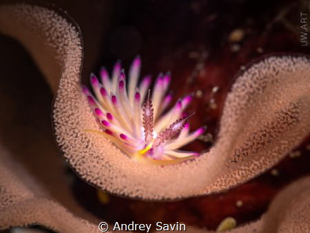 L O V E L I N E S S by Andrey Savin 