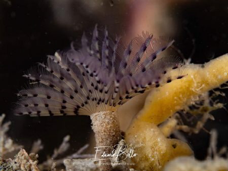 Bispira polyomma.

https://www.anemoon.org/flora-en-fau... by Eduard Bello 