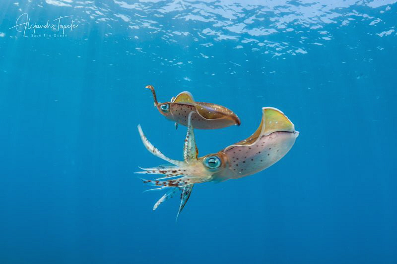 Squids in Love, Veracruz México by Alejandro Topete 