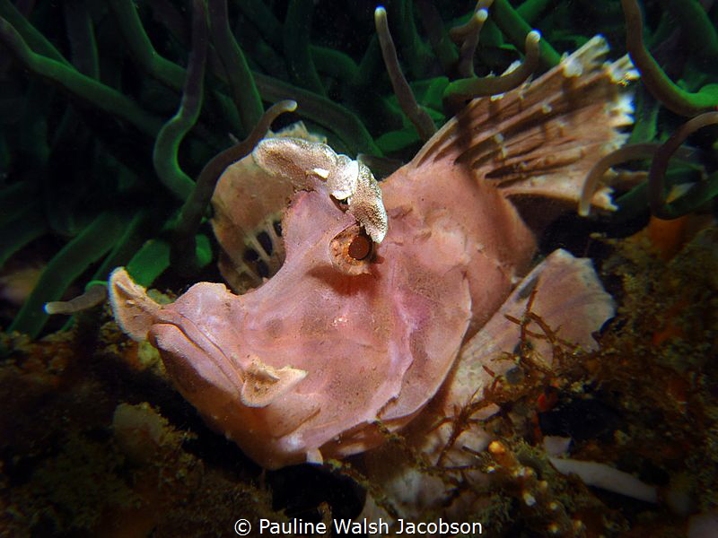 Paddle Flap Rhinopias, Rhinopias eschmeyeri, Nudi Falls, ... by Pauline Walsh Jacobson 