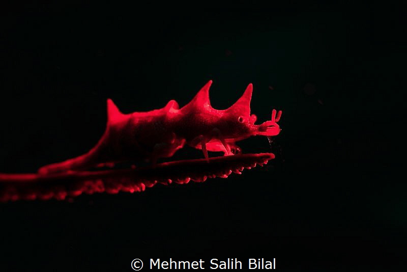 Red dragon. by Mehmet Salih Bilal 