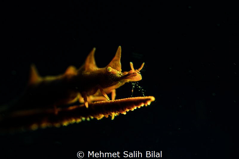 Yellow dragon. by Mehmet Salih Bilal 