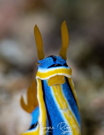 Who said that.... Chromodoris Annae by Morgan Riggs 