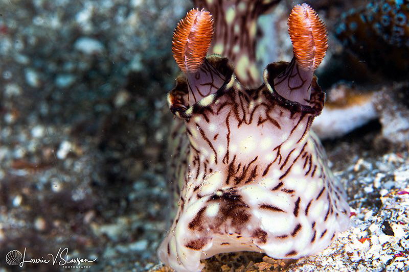Jorunna rubescens/Photographed with a Canon 100 mm macro ... by Laurie Slawson 