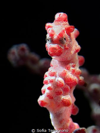 Hippocampus bargibanti _ When I Close My Eyes, I See You ... by Sofia Tenggrono 