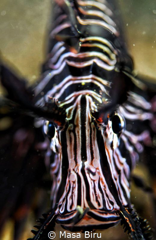 long face of a lion fish by Masa Biru 